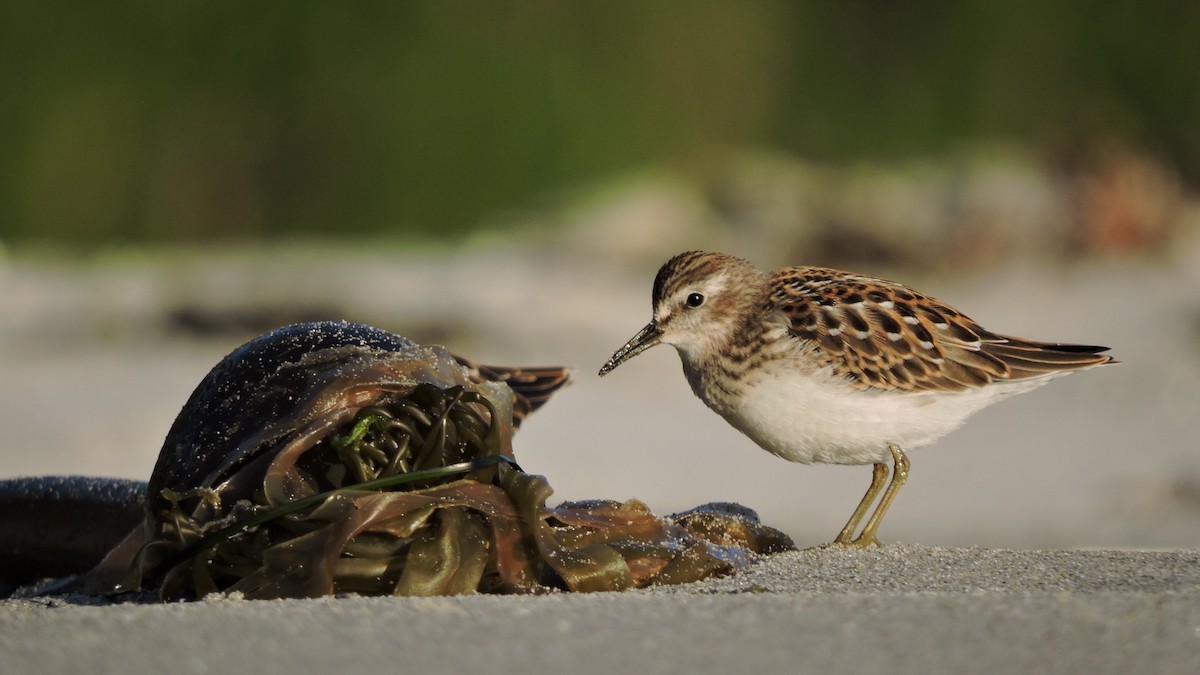 Correlimos Menudillo - ML472946901