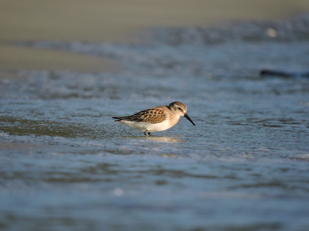 Correlimos de Alaska - ML472946911