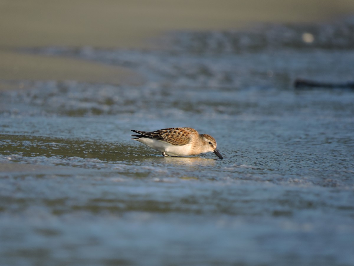 Correlimos de Alaska - ML472946921