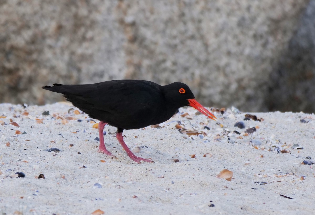 African Oystercatcher - ML472947881