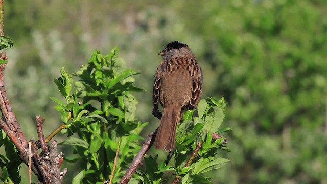 Golden-crowned Sparrow - ML472948