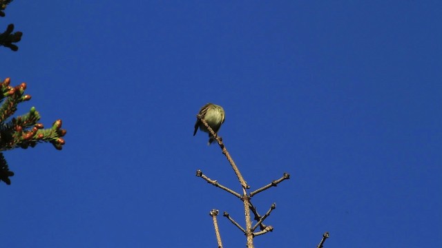 Alder Flycatcher - ML472951