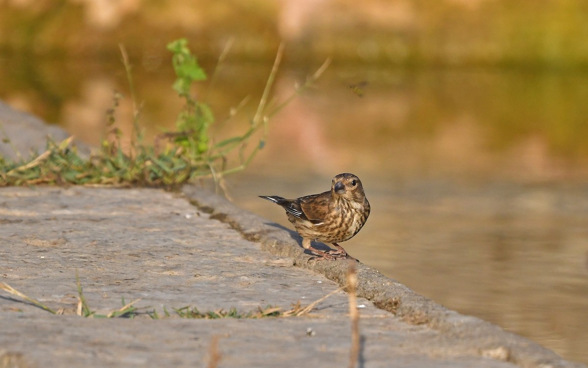 Eurasian Linnet - Christoph Moning