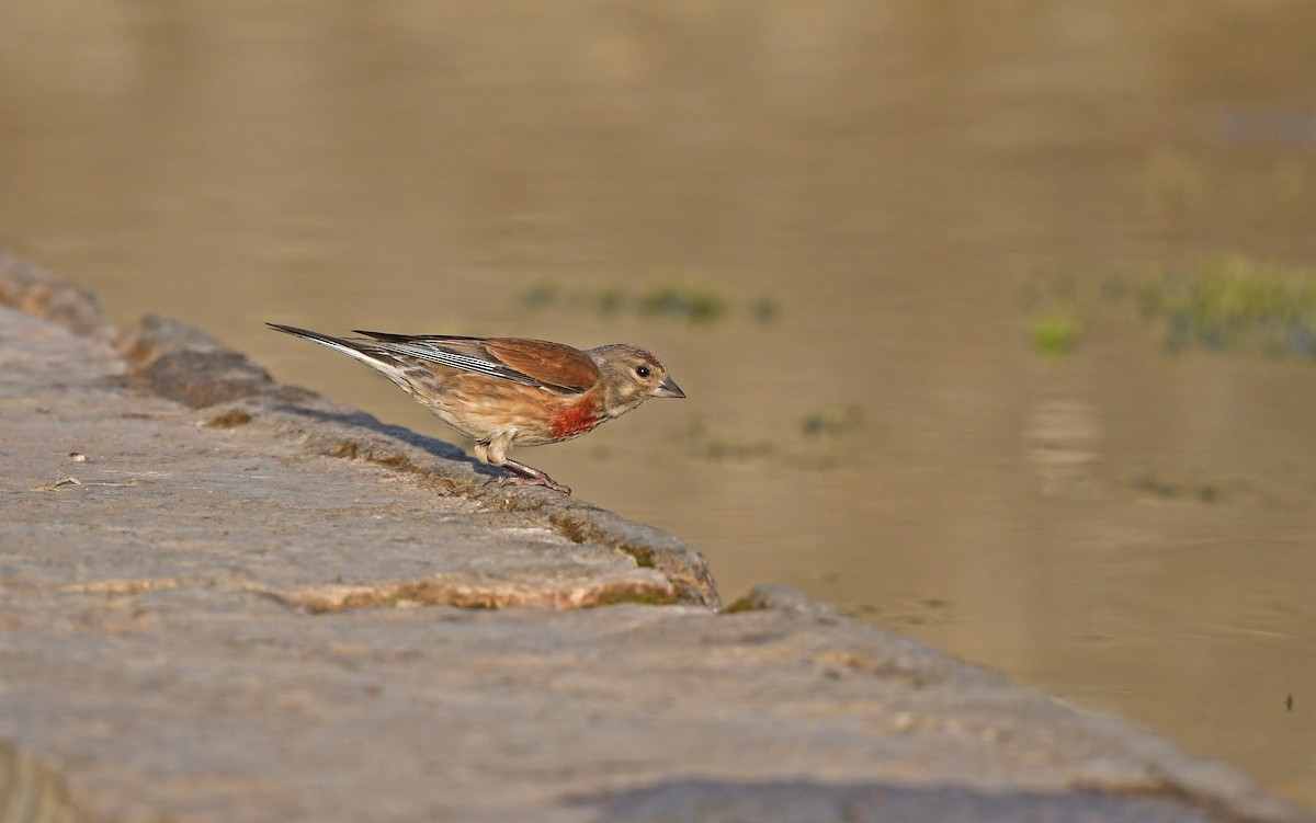 Eurasian Linnet - Christoph Moning