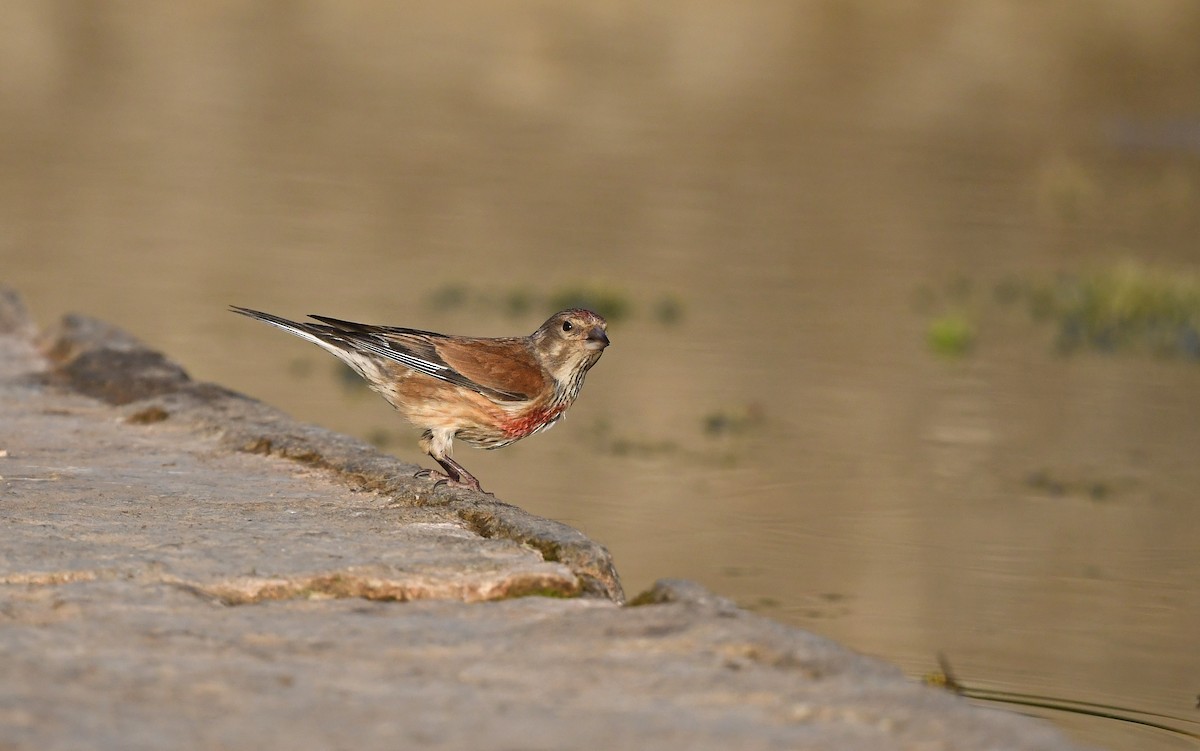 Eurasian Linnet - Christoph Moning