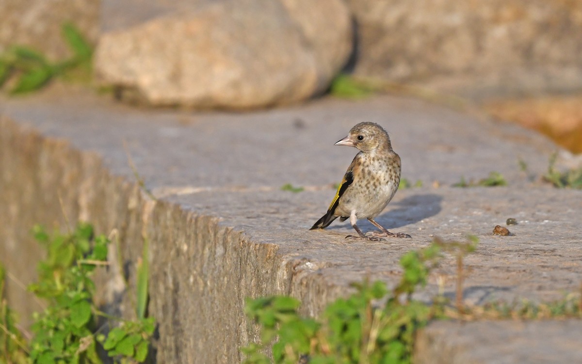 European Goldfinch - ML472951201