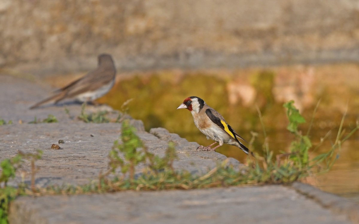 European Goldfinch - ML472951211