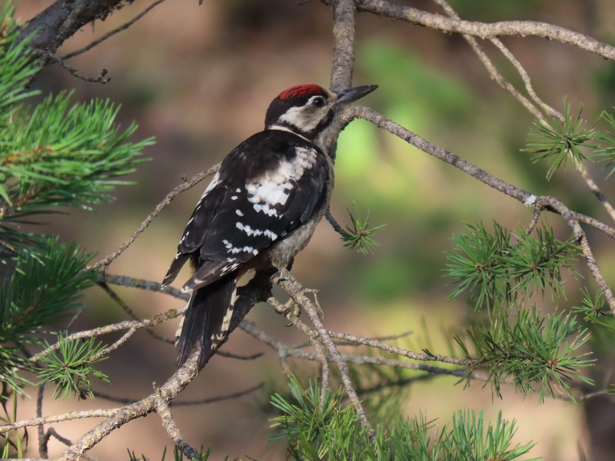 Great Spotted Woodpecker - ML472951851
