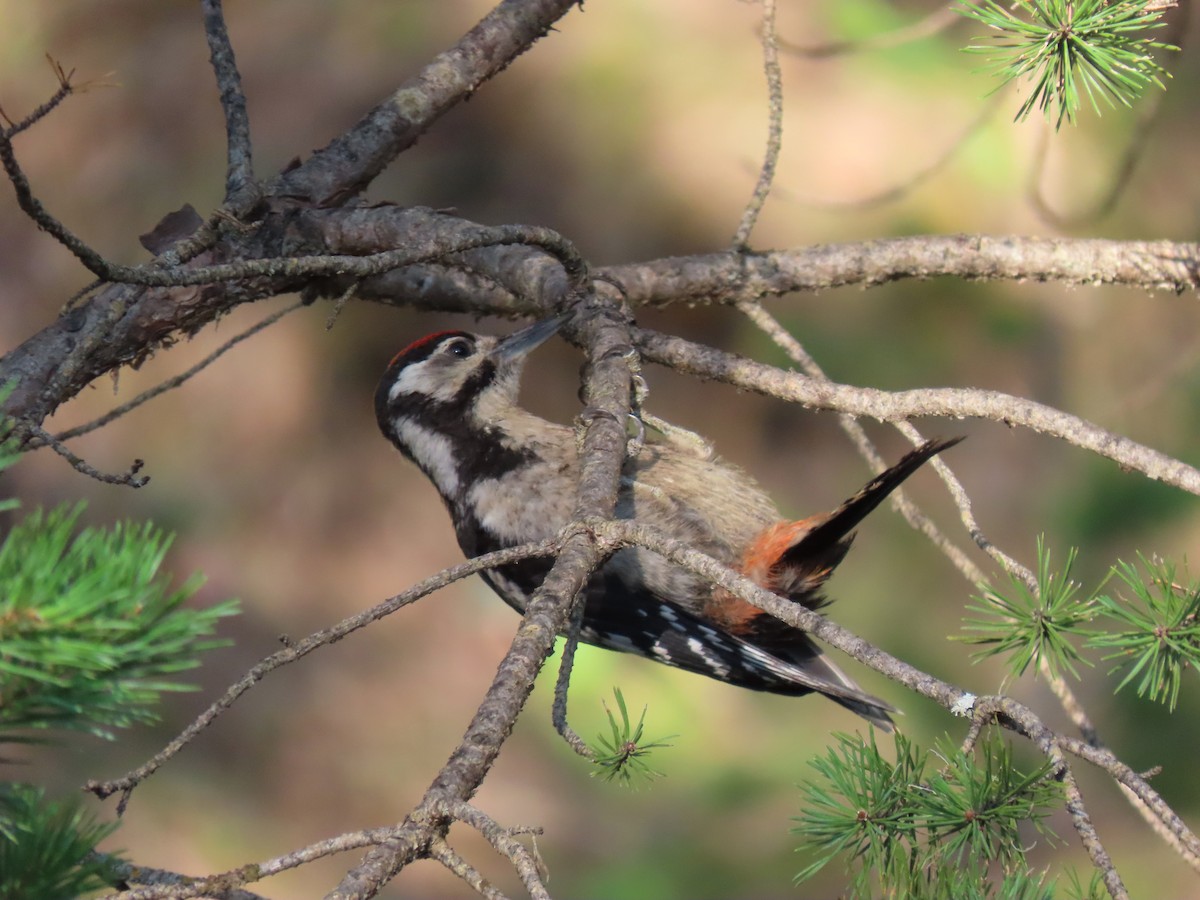 Great Spotted Woodpecker - ML472951871