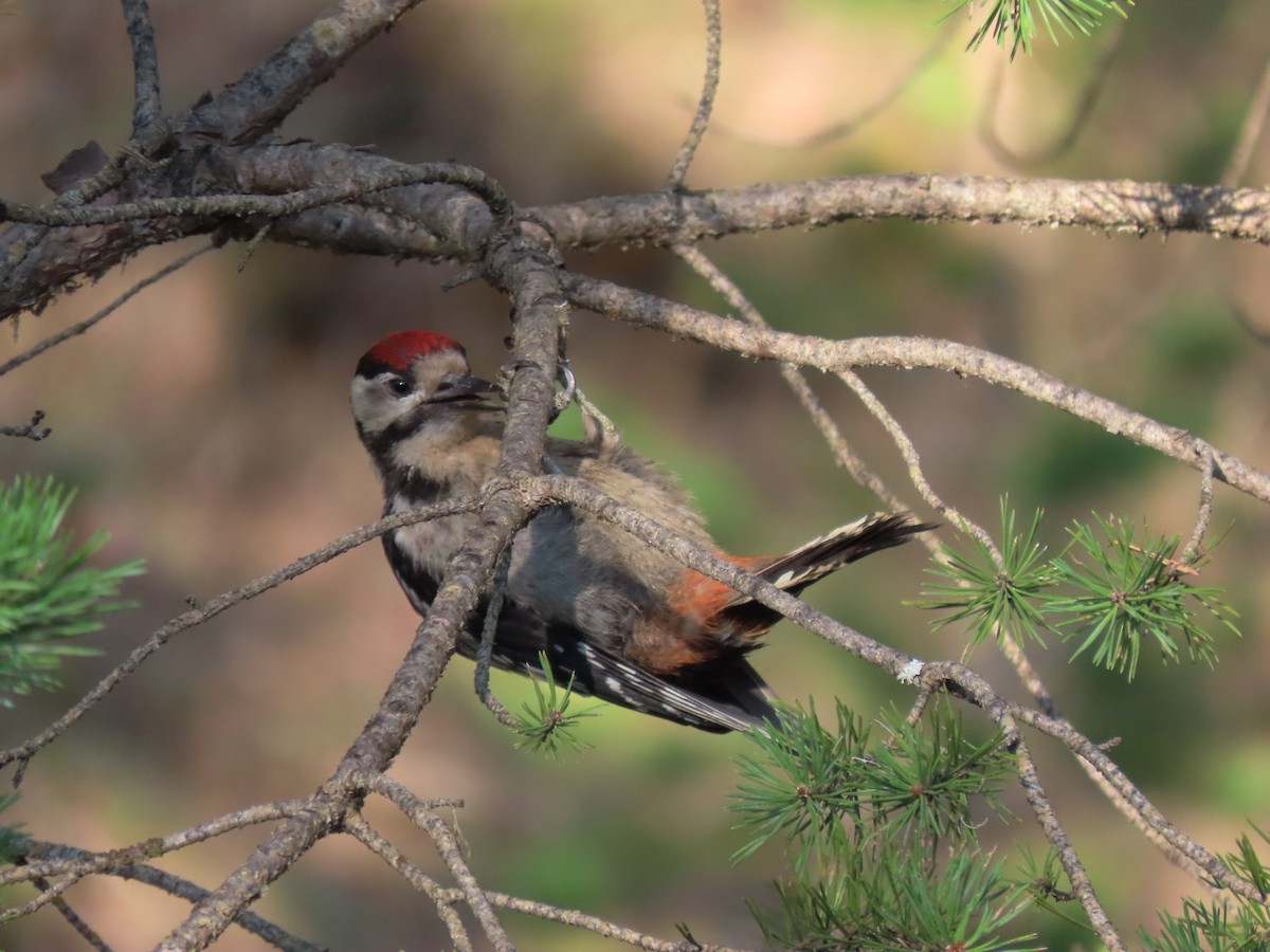 Great Spotted Woodpecker - ML472951881
