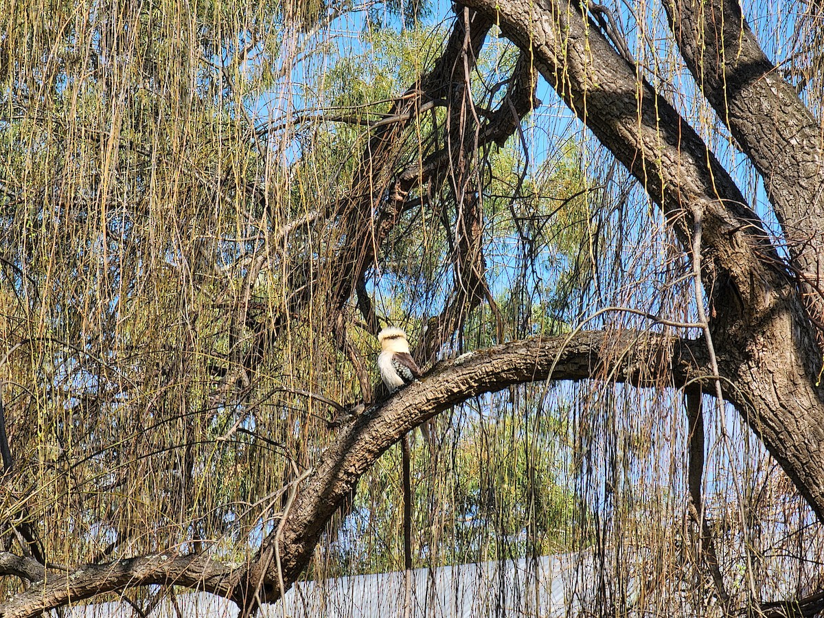 Laughing Kookaburra - ML472952111