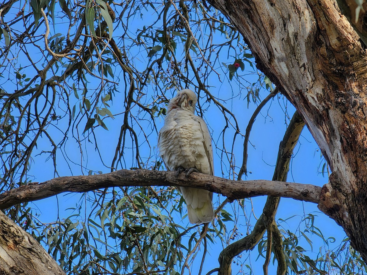 Little Corella - ML472952221