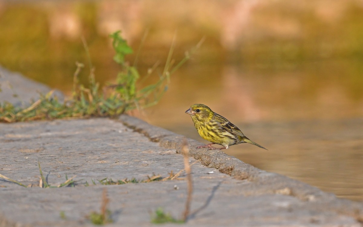 European Serin - Christoph Moning