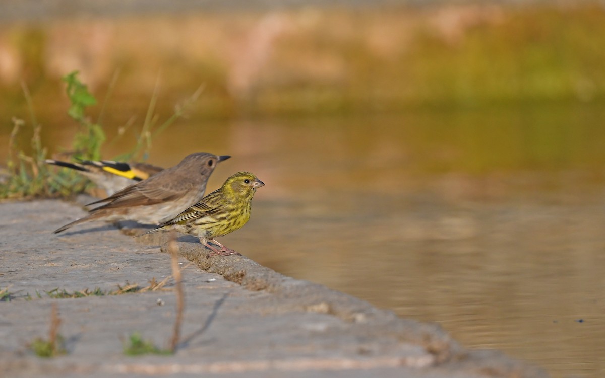 European Serin - Christoph Moning