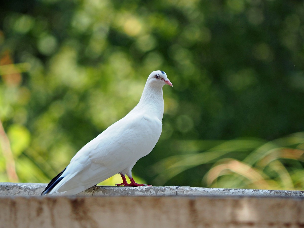 Rock Pigeon (Feral Pigeon) - ML472953771