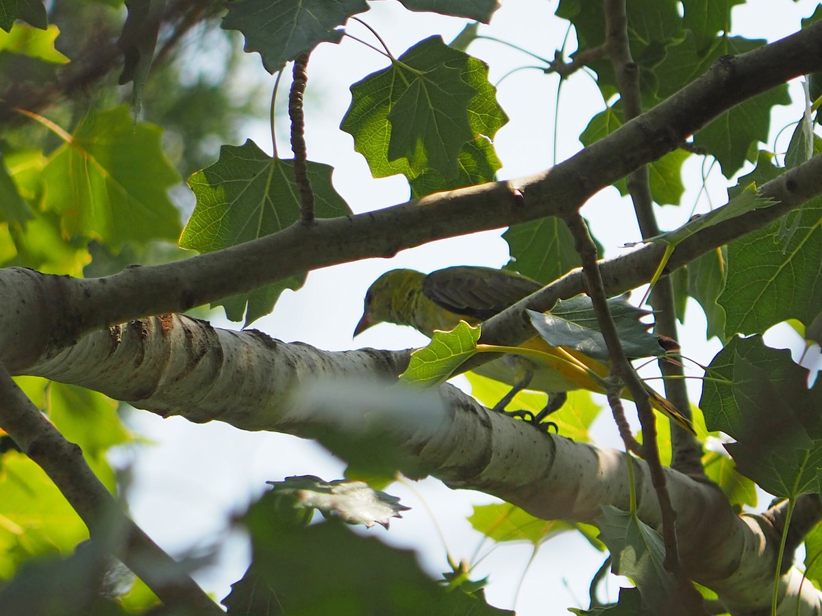 Eurasian Golden Oriole - ML472954011