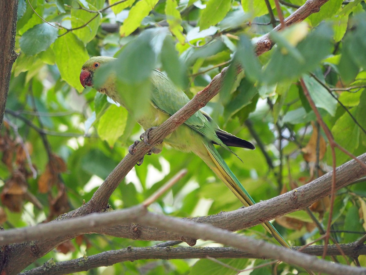 Rose-ringed Parakeet - ML472954091