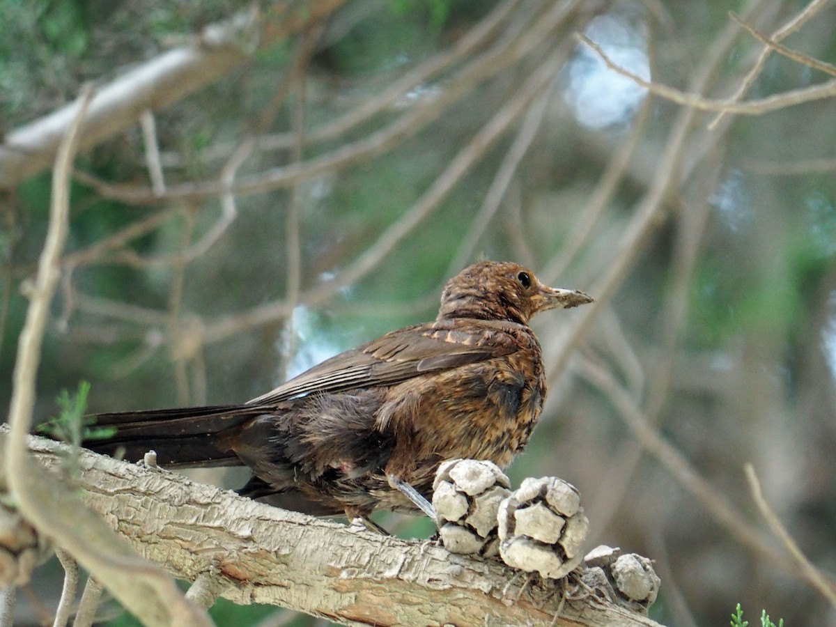 Eurasian Blackbird - ML472954171