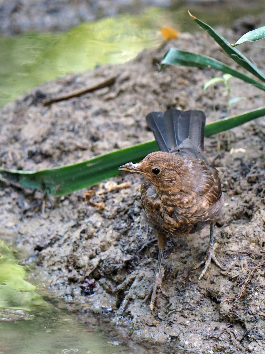 Eurasian Blackbird - ML472954181