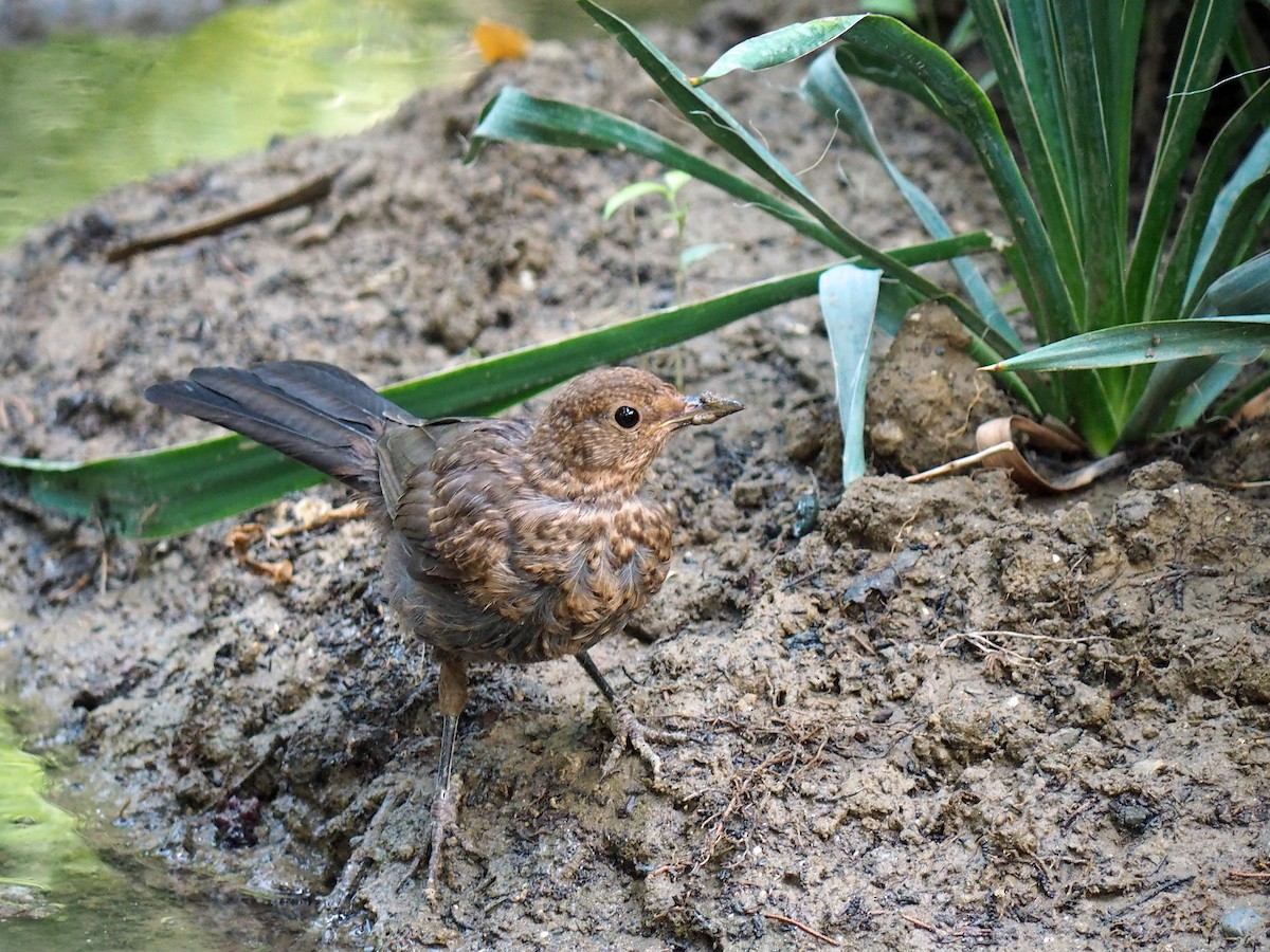 Eurasian Blackbird - ML472954251