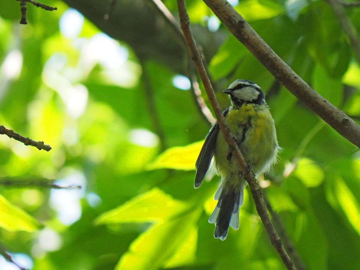 Eurasian Blue Tit - Sergey Buben