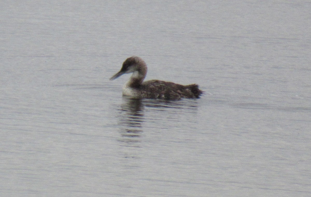 Common Loon - Pete Gillig