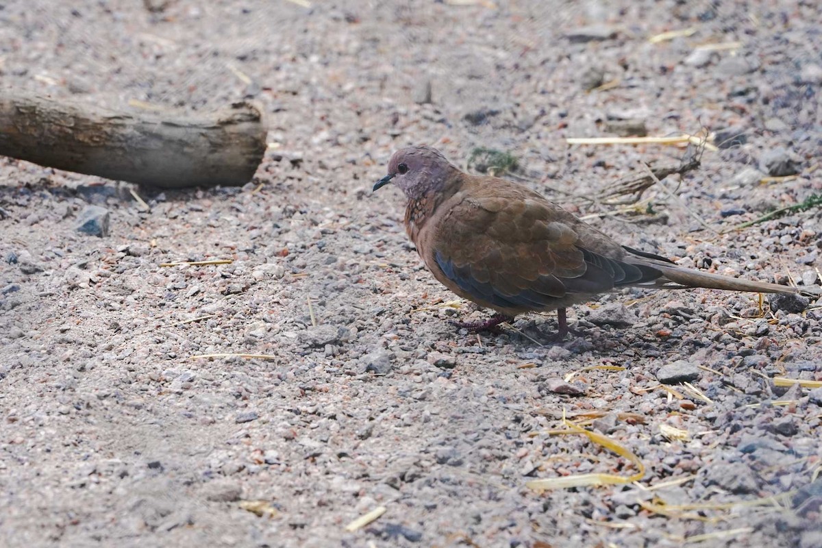 Laughing Dove - ML472954721