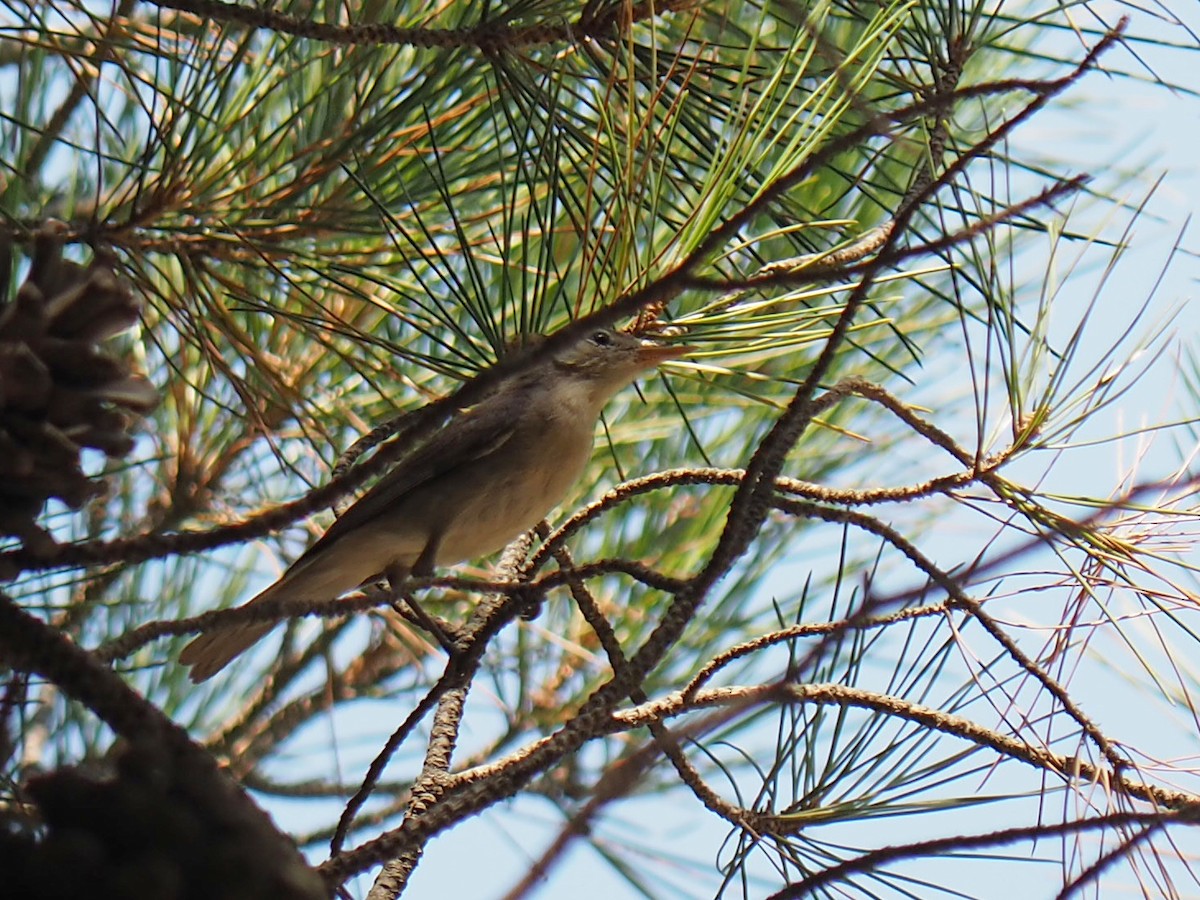 Eastern Olivaceous Warbler - Sergey Buben