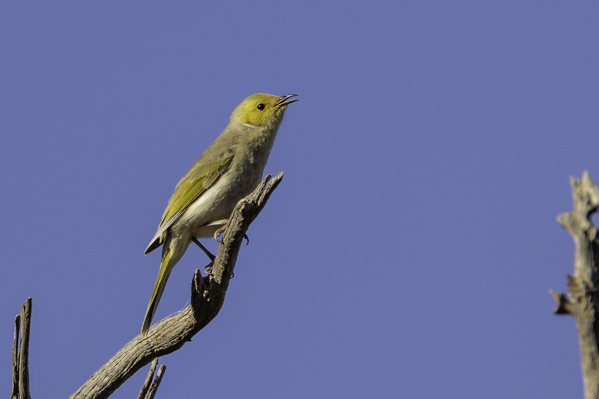 White-plumed Honeyeater - ML472955371