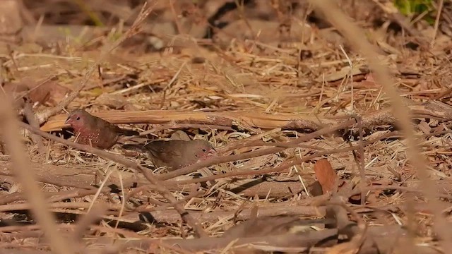 Brown Firefinch - ML472955601