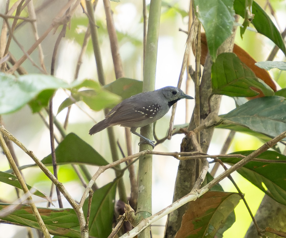 Ornate Stipplethroat - Simon Colenutt