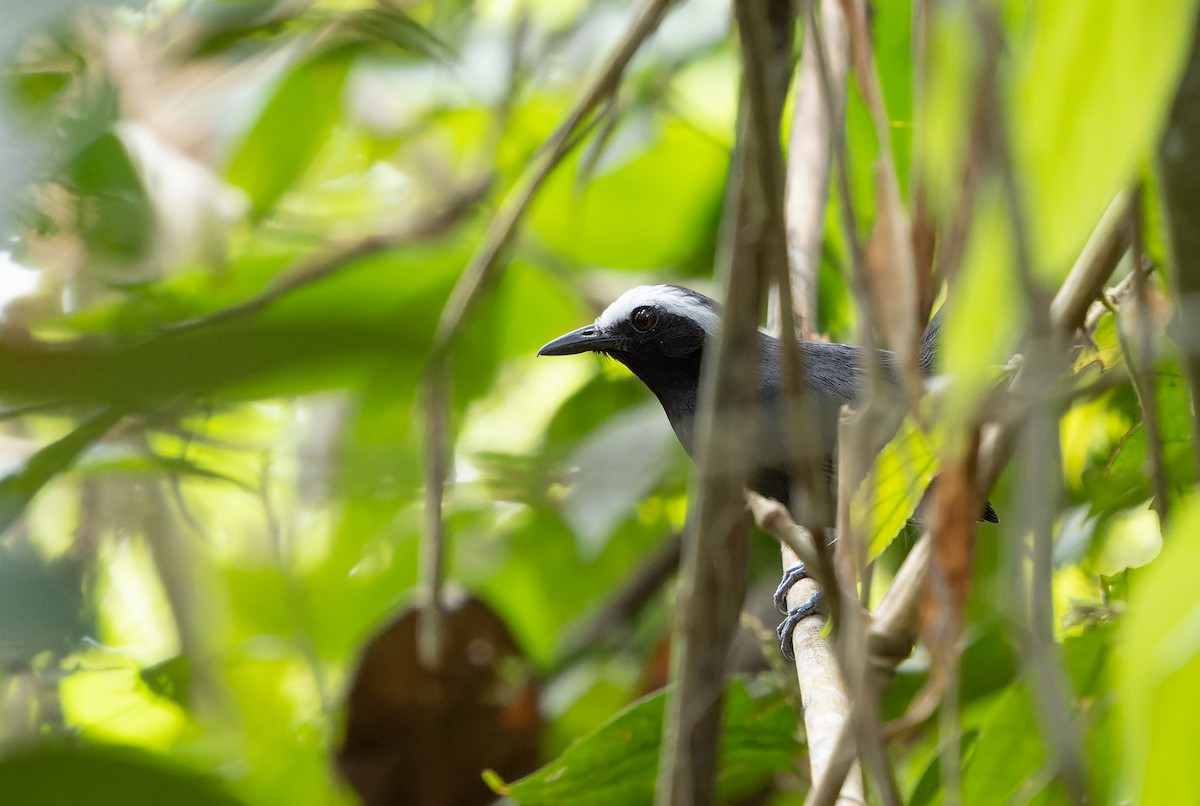 White-browed Antbird - ML472955621