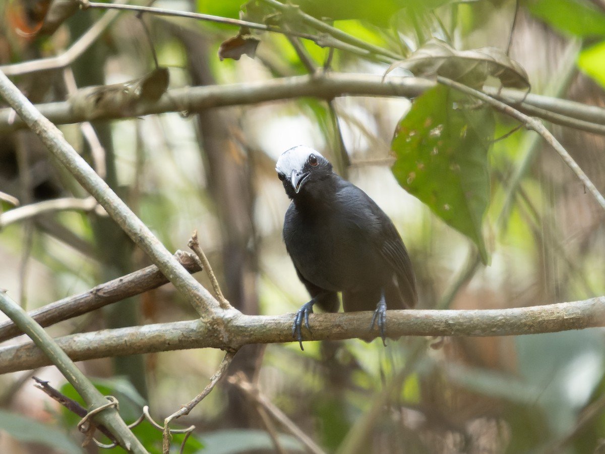 White-browed Antbird - Simon Colenutt