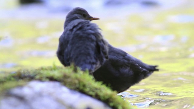 American Dipper (Northern) - ML472956