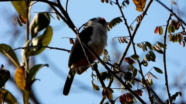 Black-backed Barbet - ML472956071