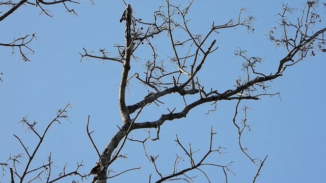 Black-backed Barbet - ML472956091