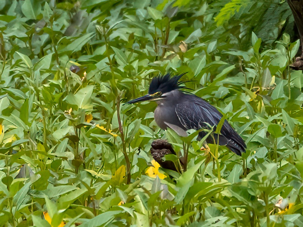 Striated Heron - ML472958451