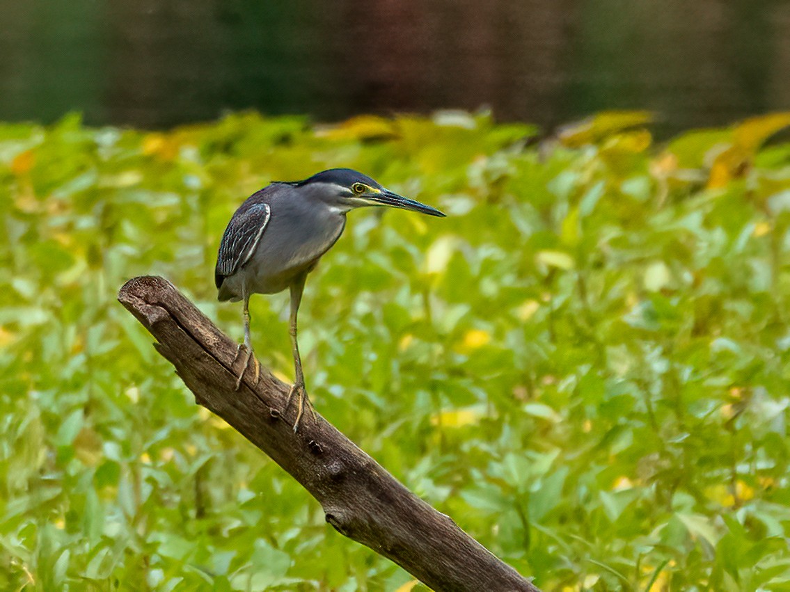 Striated Heron - ML472958461