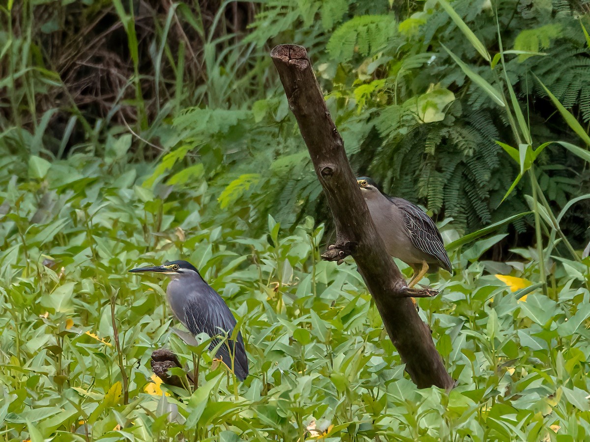 Striated Heron - ML472958471