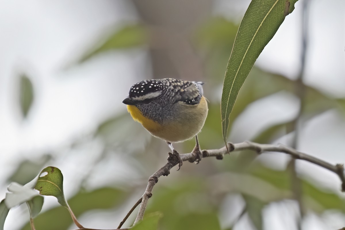 Spotted Pardalote (Spotted) - ML472958591