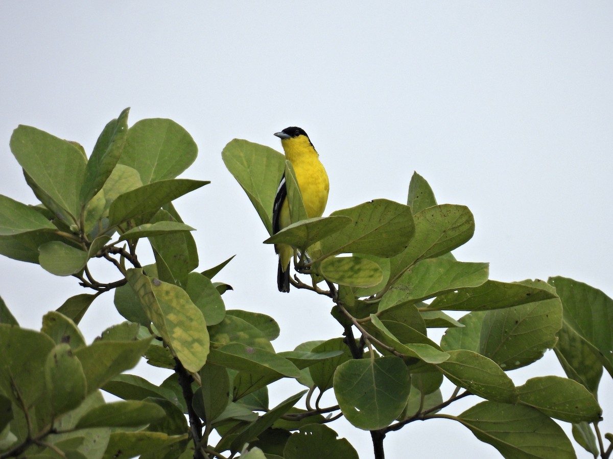 Common Iora - ML472959011