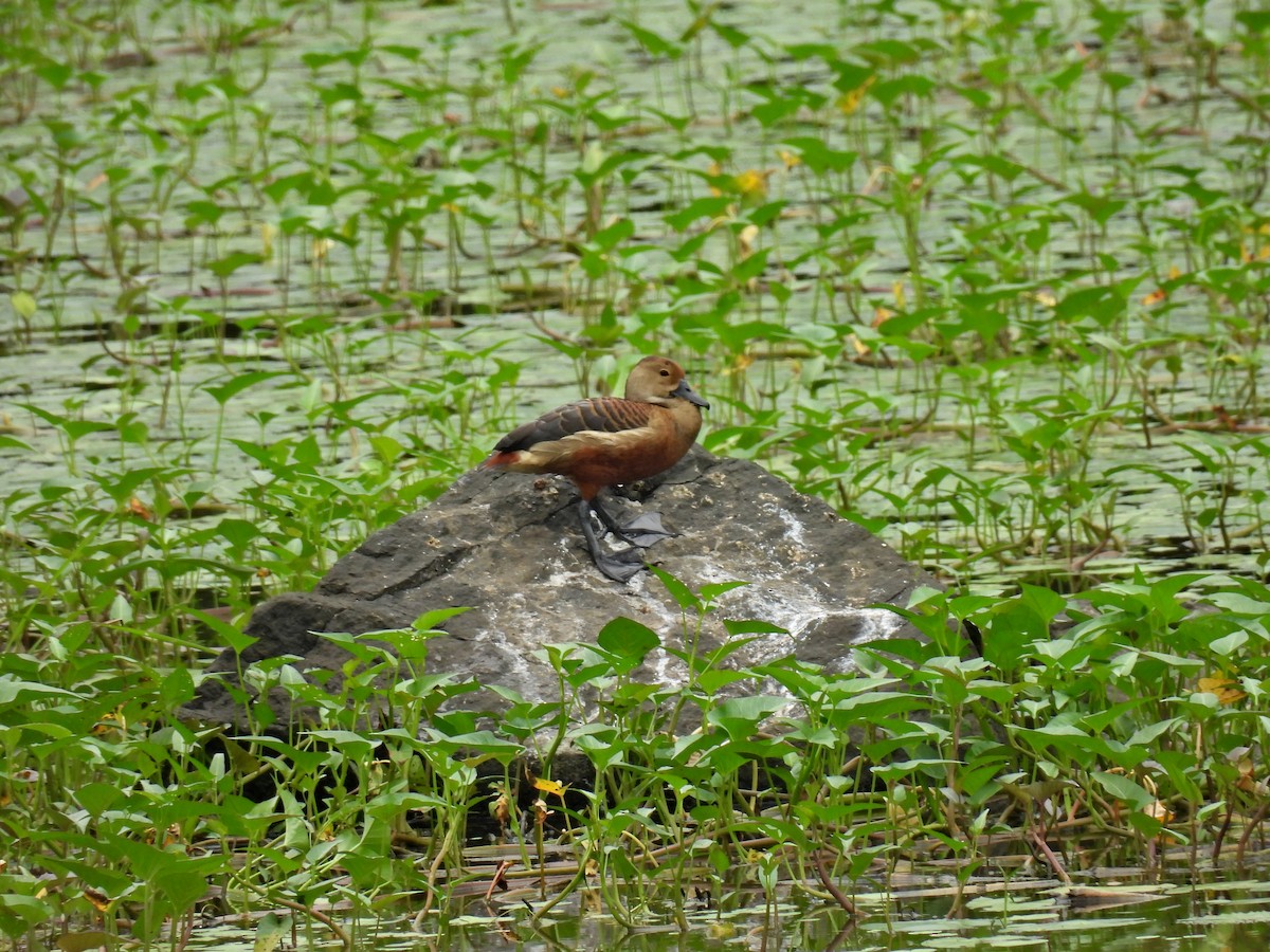 Lesser Whistling-Duck - ML472959101