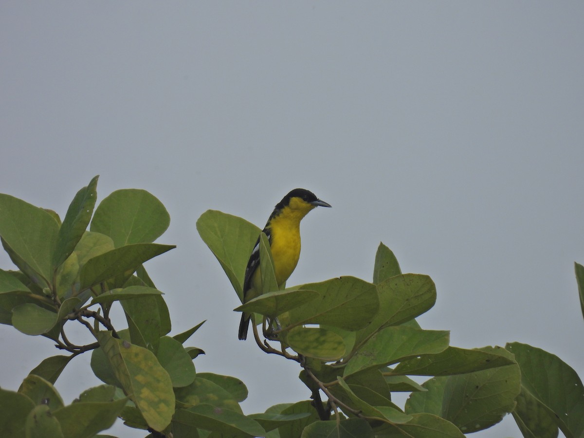 Common Iora - ML472959331