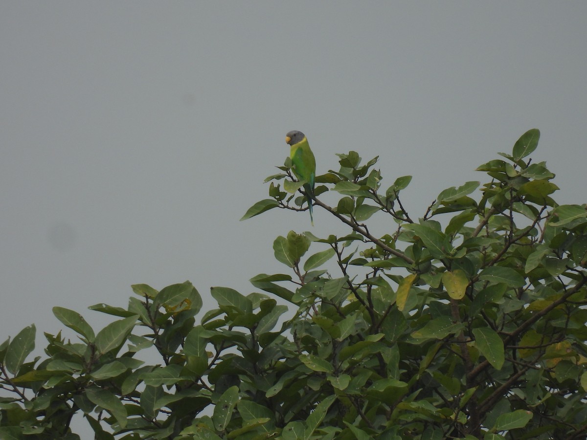 Plum-headed Parakeet - ML472959411