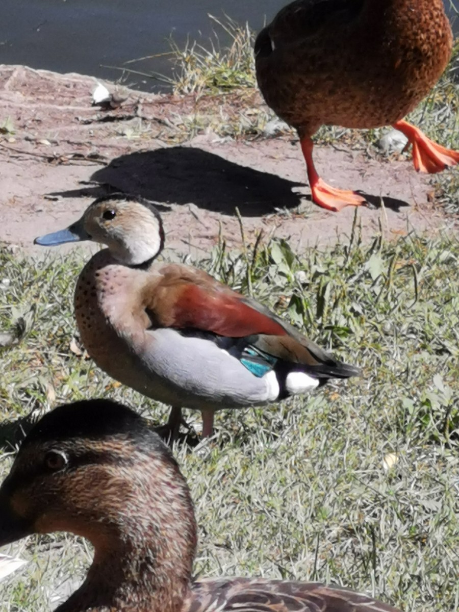 Ringed Teal - Lars Specht