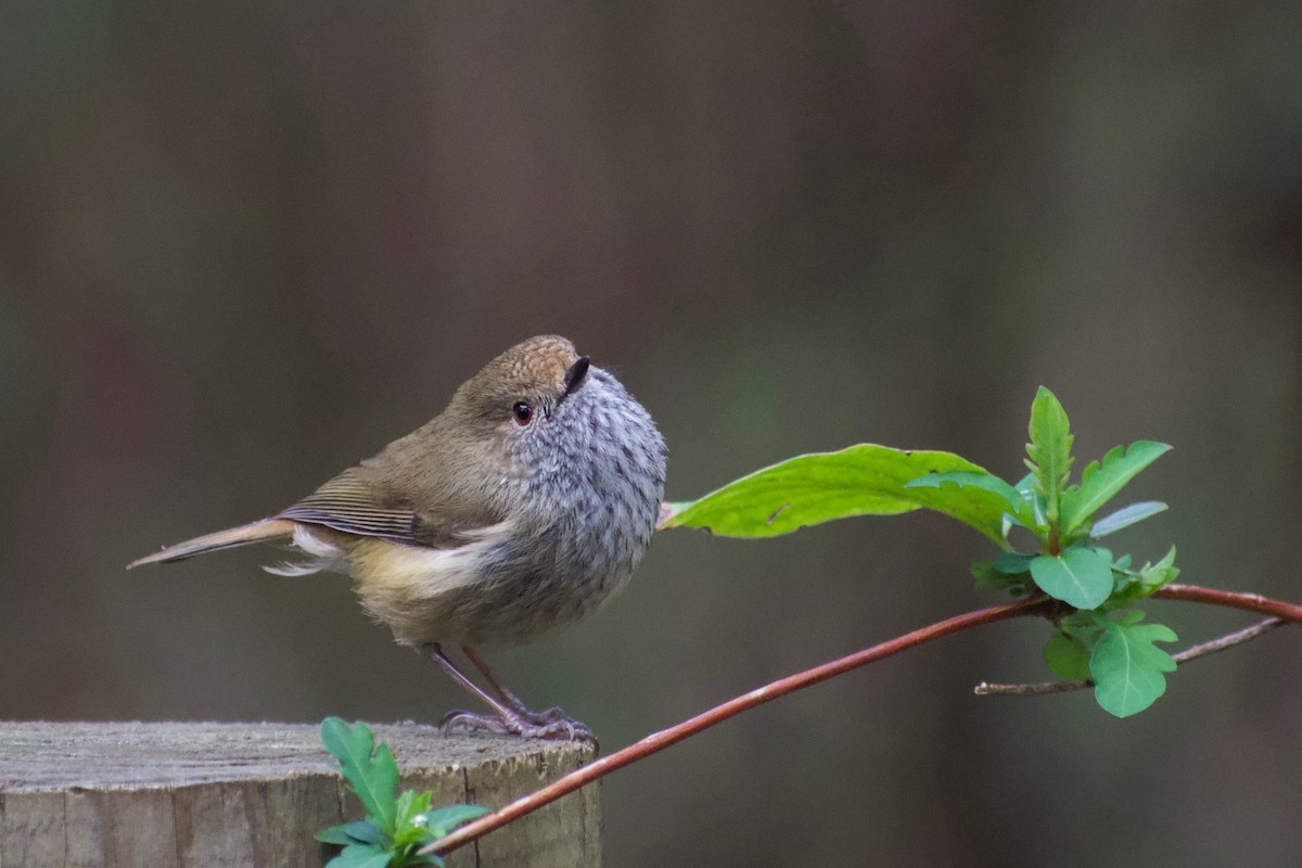 Brown Thornbill - ML472961161