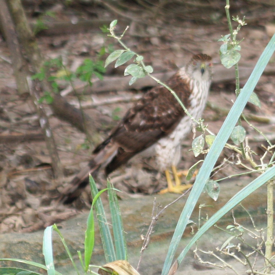 Cooper's Hawk - ML47296391