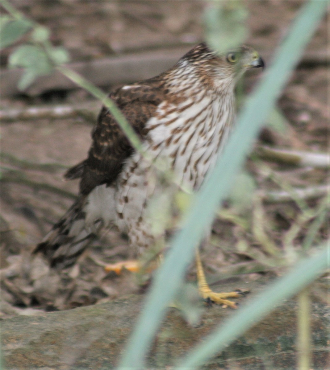 Cooper's Hawk - ML47296401