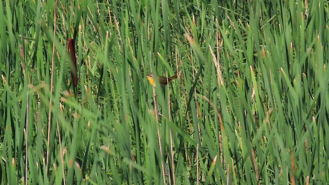 Common Yellowthroat - ML472967