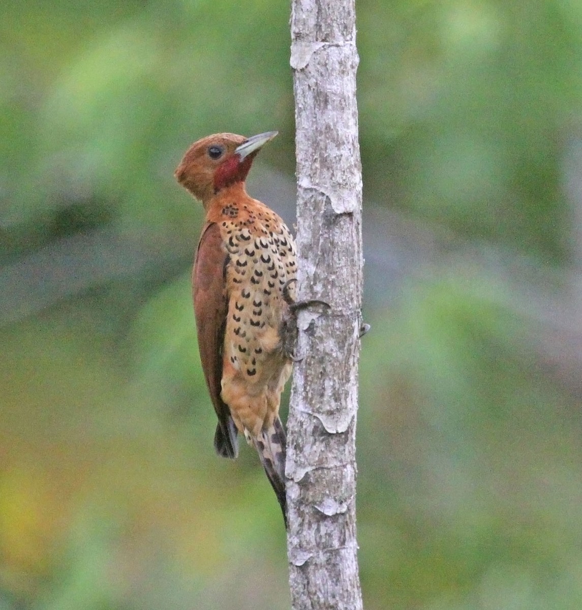 Cinnamon Woodpecker - ML472967381